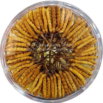 Chinese Dried Herbs 100 Natural Cordyceps Sinensis