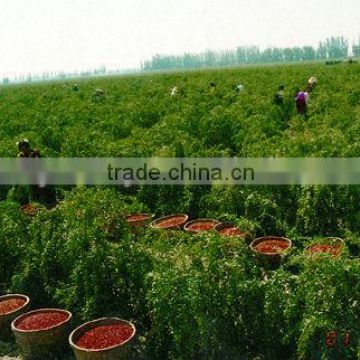 Wholesale goji berries The best goji from hometown of goji Ningxia the place where to find goji berries