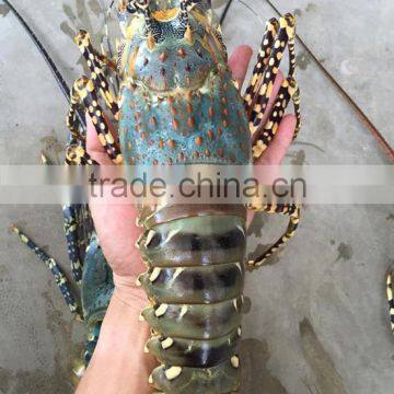 Flower Lobster / Ornate Spiny Lobster ( Panulirus Ornatus)
