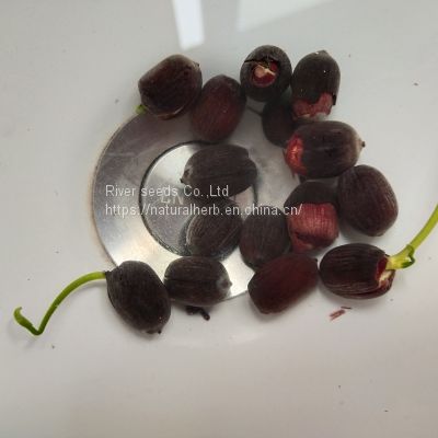 New harvested natural mixed colors dried black whole lotus seeds for planting