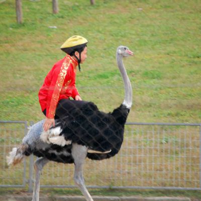 Ostrich Riding Competition Timing System