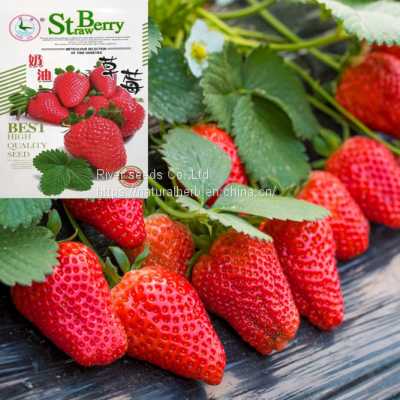 Vegetable sweet Big red strawberry seeds Fragaria ananassa seeds for planting
