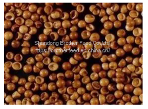 Wholesale Bohai Artemia Cysts From Factory Direct Supply