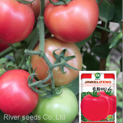 200pcs Bulk agricultural vegetable seeds supplier garden vegetables hybrid tomato seeds for planting