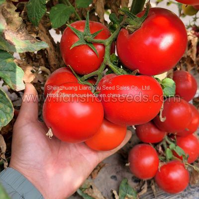 T02 Hybrid Indeterminate Round Tomato Variety