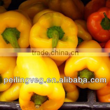 10/15kg carton bags 2013 new crop Chinese Yellow Sweet Pepper
