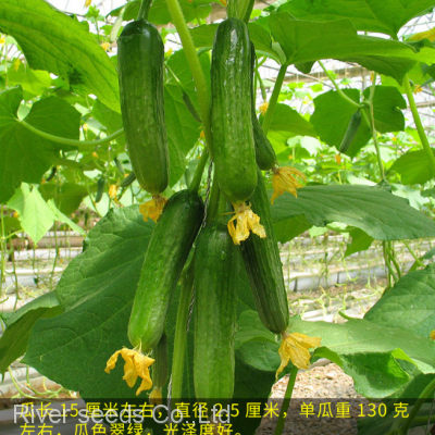 100pcs holland Sale Hybrid f1 cucumber seeds white green diva pueudo cucumber seeds for planting