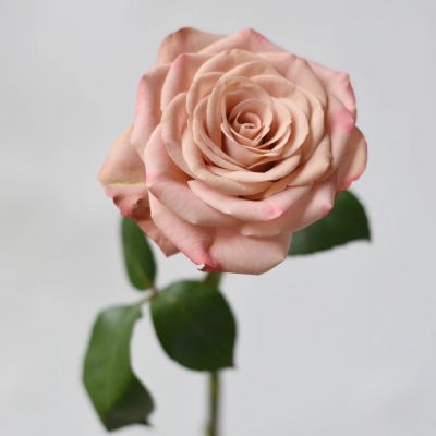 Cappuccino Rose Wholesale Price Flower Fresh Cut Roses Party and Wedding Decoration Rose
