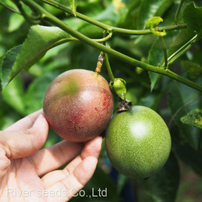 1KG Bulk wholesale Passiflora edulis Fruit tree seeds hybrid passion fruit seeds for sale