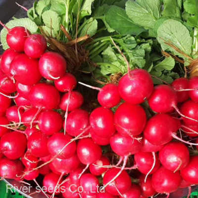 High sprouting 5g red radish seeds supplier Chinese vegetable f1 hybrid radish seed for planting