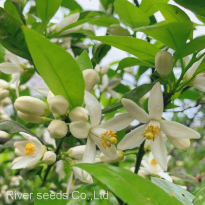 Chinese new raw bulk Natural ornamental Citrus aurantium tree neroli flowers seeds for planting