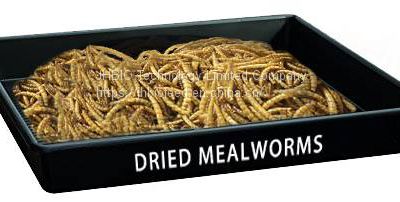 Mealworm or Sale Mealworm Manufacturer Farming Mealworm Feed Supplier Mealworm Protein Powder