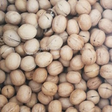 2020 Wholesaler Best Price 33 Walnuts Inshell for Sale