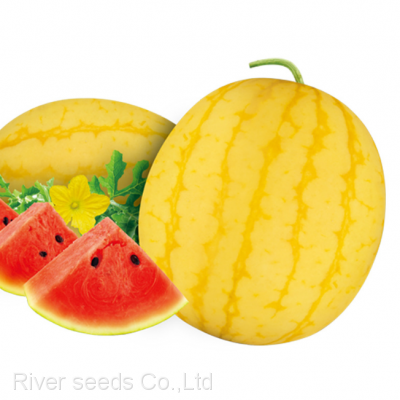 20pcs watermelon seeds f1 hybrid round yellow watermelon seed for planting