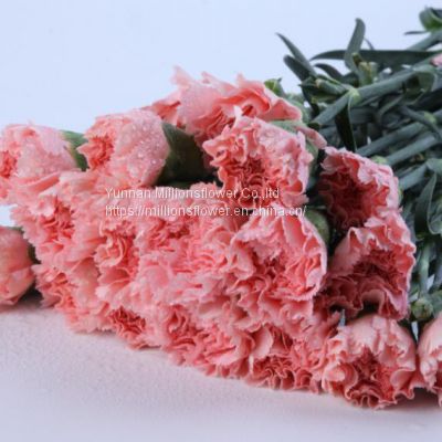 China flower Fresh Cut  Carnations Flower Mother′s Day Gift Wholesale
