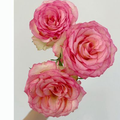 Direct Farm Supply Wholesale Real Touch Fresh Cut Rose Flower for Wedding Decoration