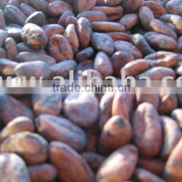 dry cocoa bean