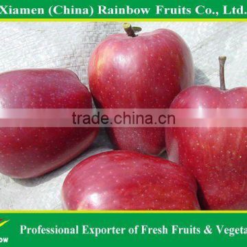 Red Delicious Apple Gansu huaniu apple from China