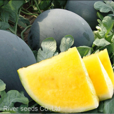 750pcs f1 hybrid red and yellow seedless watermelon seeds for planting