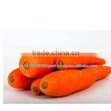 Sale frozen carrot