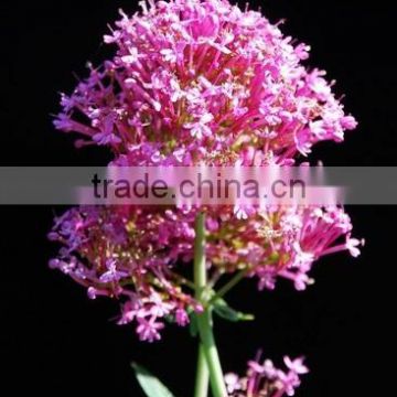 Valerian Extract Powder 10:1- Water Soluble