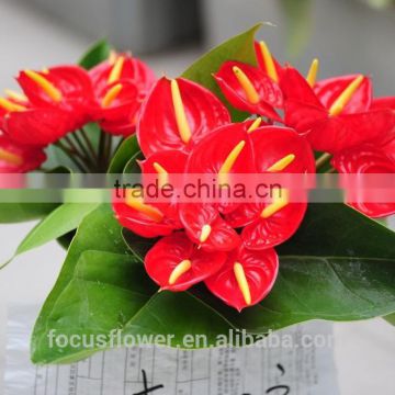 Fresh Cut Flowers Processing Type anthurium artificial flowers for home decoration