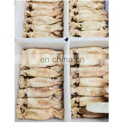 Whole sale BQF squid raw material for fishing bait