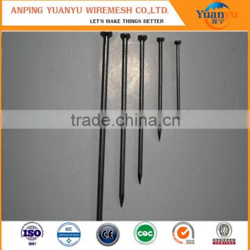HOT SALE common nails/common iron nail/common wire nail