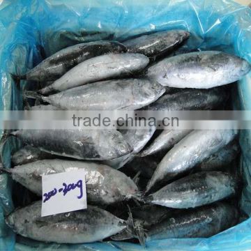 200-300G Best Price Frozen Bonito WR Fish