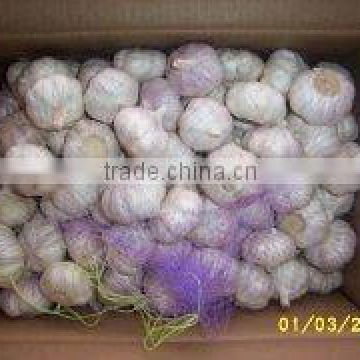 crop 2011 regular white Garlic