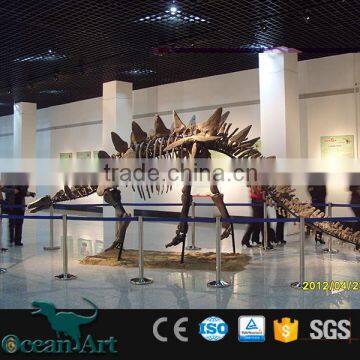 BY-DY-042005 Exibithion Life Size Stegosaurus Dinosaurs Fossils For Sale