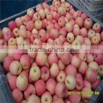 2014 New Chinese Fresh Red Fuji Apple