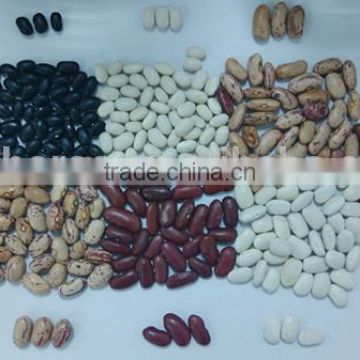 2014 new crop china origin fresh bulk beans