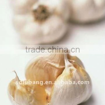 normal fresh garlic