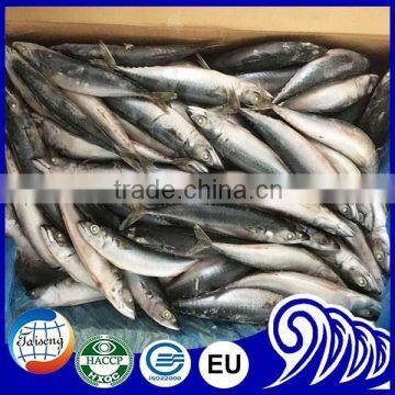 100/200g pacific mackerel for bait