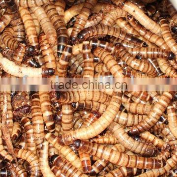 barely mealworm fish food reptiles food