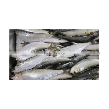 canned w/r sardine fish low price frozen sardine for canning