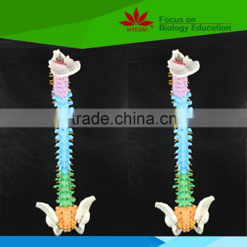 Direct factory supplied color spine with pelvis medical model