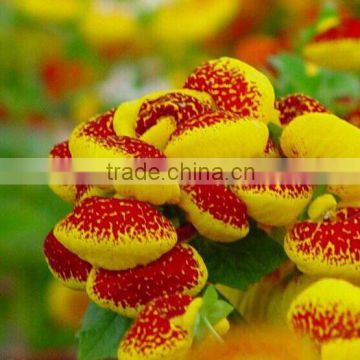 Hybrid F1 Calceolaria Seeds Flower Seeds For Planting