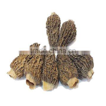 Extra grade dried morel mushrooms price