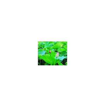 manufacture direct supply Lotus leaf extract