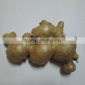 Fresh Ginger Best Quality and Best Price