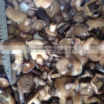Suillus granulatus mushrooms in brine