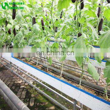 Chinese Aubergine Hydroponics Growing Systems In Greenhouse