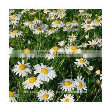 Chamomile Oil Blue/German (Matricaria Recutita)