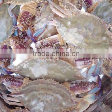 swimming crab seafood