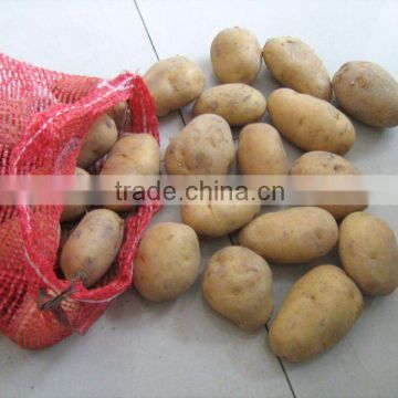 China fresh New holland Potato