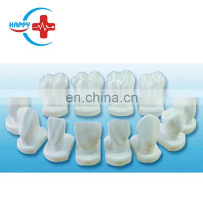 HC-S431 High quality Dental human teeth shape model teeth morphology teaching model