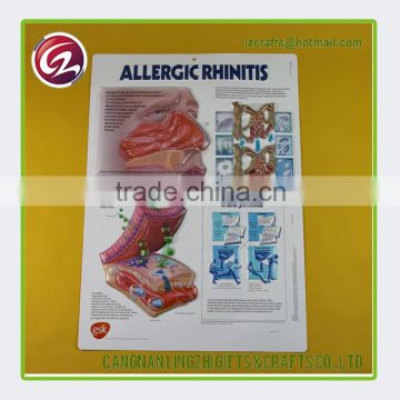 China supplier 3d learning chart