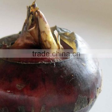 canned fresh water chestnut in tin